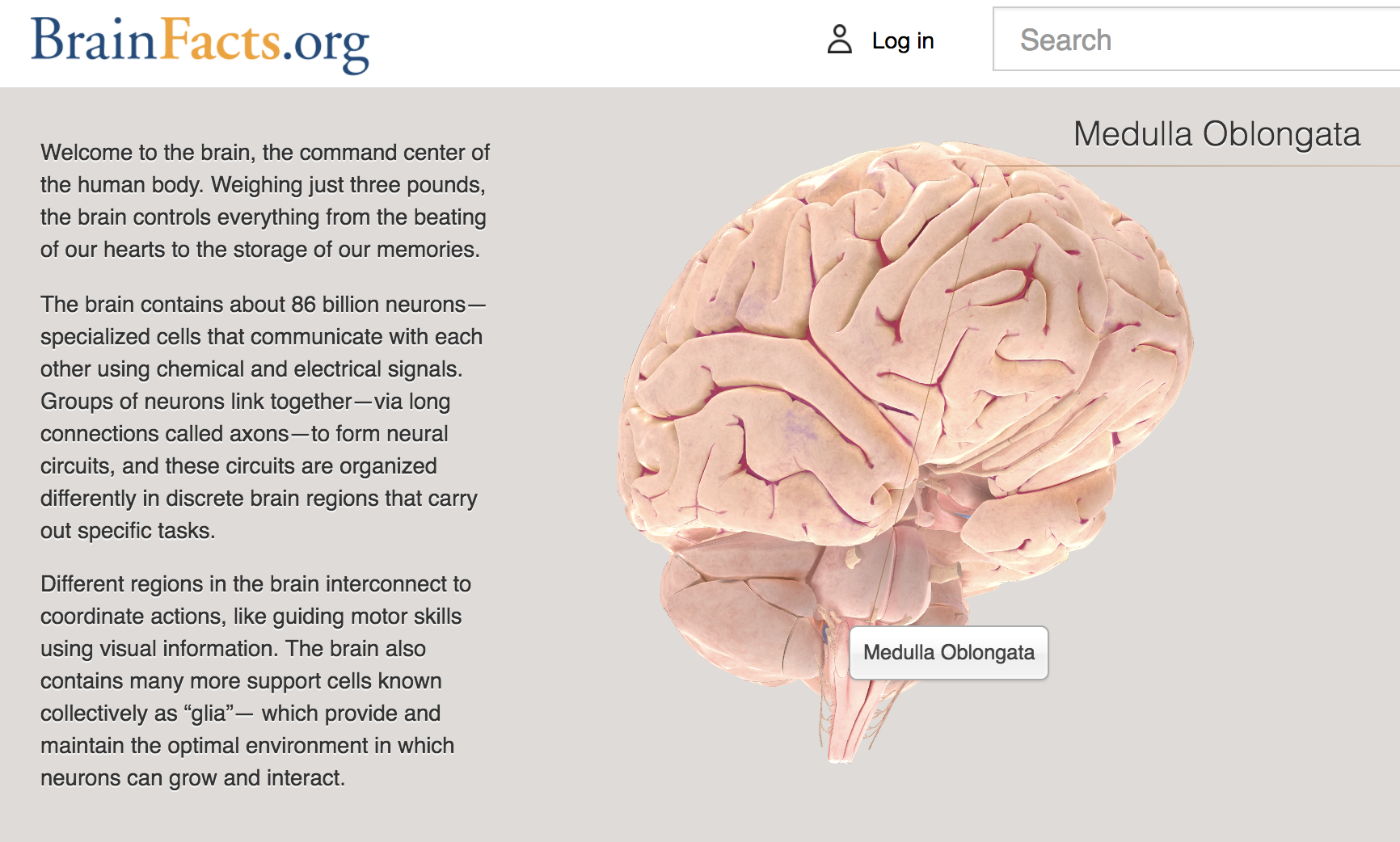 10-biggest-myths-about-the-human-brain-hubpages