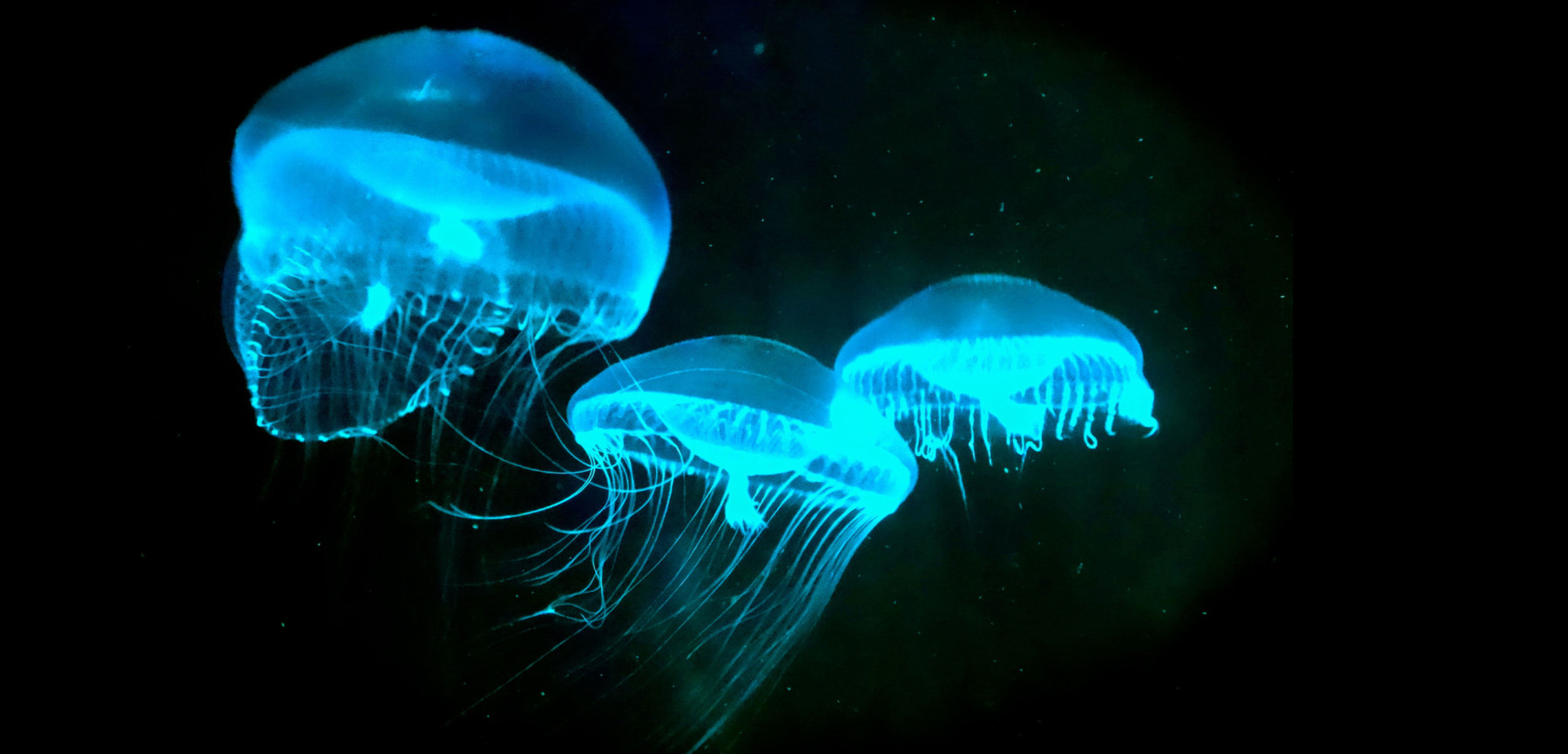 How Big Are Jellyfish
