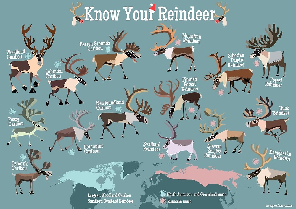 Deer перевод. Caribou Deer. Плакат Северный олень. Reindeer Deer разница. Reindeer vs Caribou.